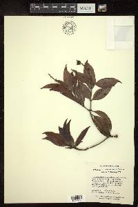 Byrsonima eugeniifolia image