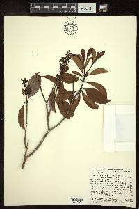 Byrsonima eugeniifolia image