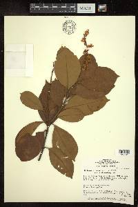 Byrsonima crassifolia image