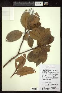 Byrsonima crassifolia image