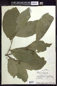 Bunchosia macrophylla image