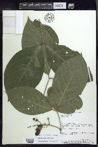 Bunchosia macrophylla image