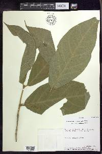 Bunchosia macrophylla image