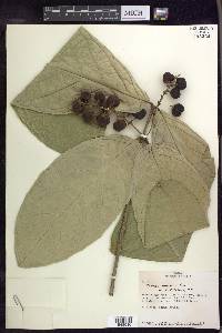 Bunchosia macrophylla image