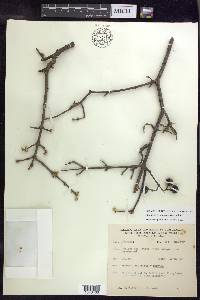 Bunchosia sonorensis image