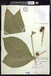 Bunchosia macrophylla image