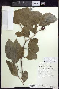 Bunchosia polystachia image