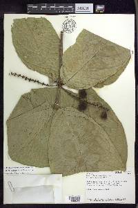 Bunchosia macrophylla image