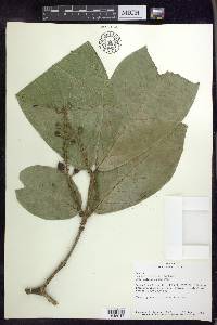 Bunchosia macrophylla image