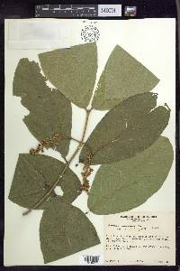 Bunchosia macrophylla image