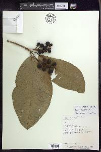 Bunchosia macrophylla image