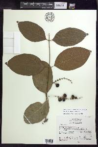 Bunchosia lindeniana image