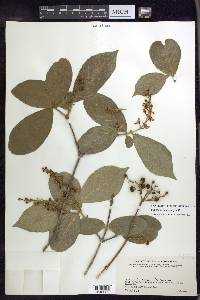 Bunchosia macrophylla image