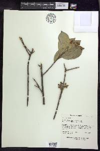 Bunchosia sonorensis image