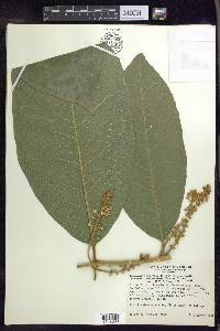 Bunchosia macrophylla image