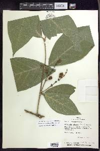 Bunchosia macrophylla image