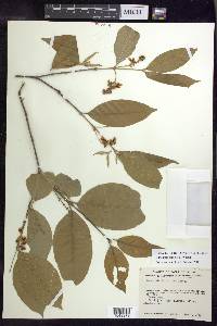 Bunchosia lindeniana image