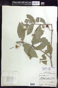 Bunchosia palmeri image
