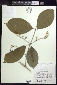 Bunchosia lindeniana image