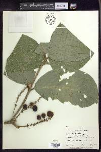 Bunchosia macrophylla image