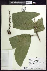 Bunchosia macrophylla image