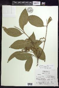 Bunchosia lindeniana image