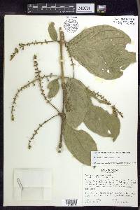 Bunchosia macrophylla image