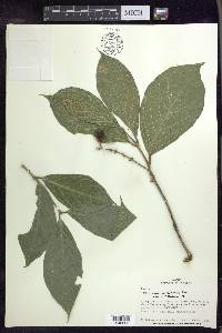 Bunchosia macrophylla image