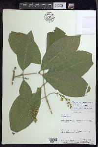 Bunchosia macrophylla image