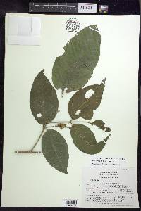 Bunchosia lindeniana image