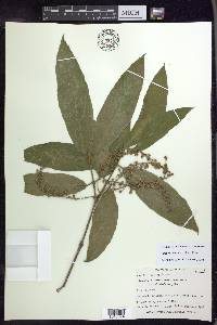 Bunchosia macrophylla image