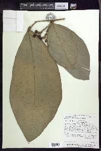 Bunchosia macrophylla image