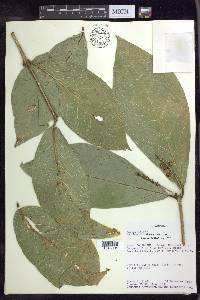 Bunchosia macrophylla image