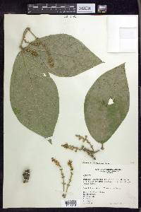 Bunchosia macrophylla image