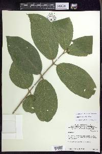 Bunchosia macrophylla image