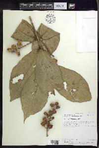 Bunchosia macrophylla image