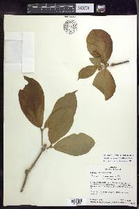 Bunchosia macrophylla image