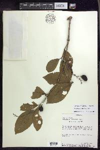 Bunchosia polystachia image
