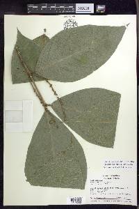 Bunchosia macrophylla image