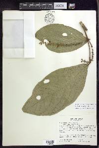 Bunchosia macrophylla image