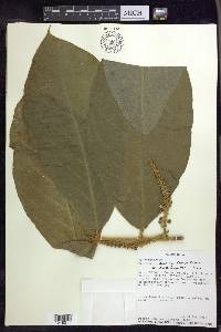 Bunchosia macrophylla image