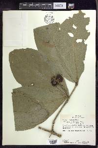 Bunchosia macrophylla image