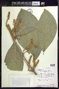 Bunchosia macrophylla image