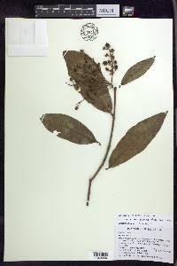 Bunchosia macrophylla image