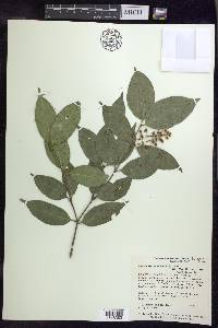 Bunchosia pseudonitida image
