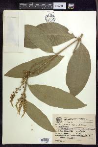 Bunchosia pallescens image