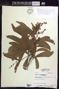 Byrsonima coccolobifolia image