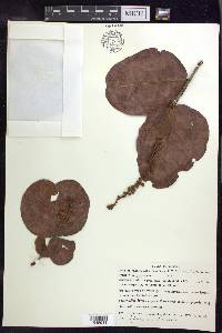 Byrsonima coccolobifolia image