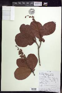 Byrsonima coccolobifolia image