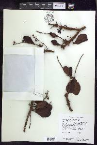 Byrsonima coccolobifolia image